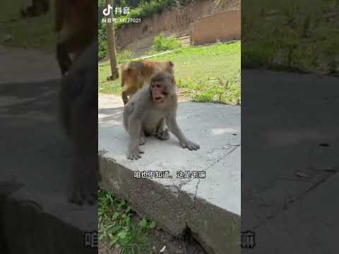 Monkey V.S. People