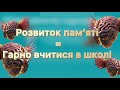 Памʼять дошкільнят - як правильно розвивати