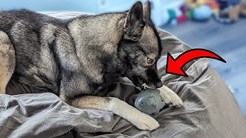 My Dogs LOVED This Durable Squeaky Toy!