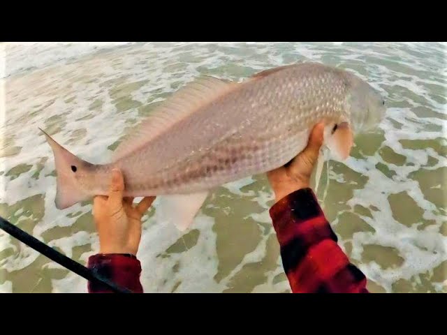 This RED DRUM SURF RIG Catches Fish! 