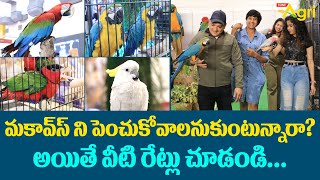 Colorful Parrots Cockatoos, Macaws | మకావ్‌స్ పెంచుకోవాలనుకుంటున్నారా? Petex India 2023 | Tone Agri