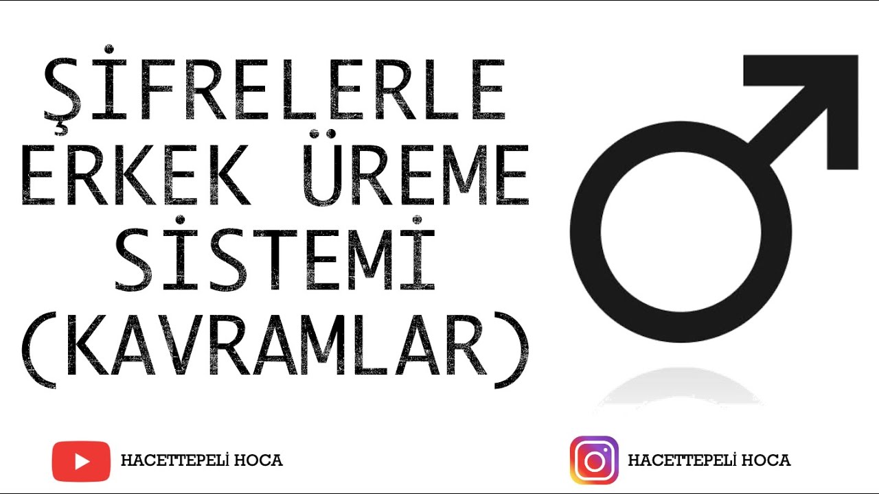 248 | ÜREME SİSTEMİ-1| ERKEK ÜREME SİSTEMİ KAVRAMLARI | AYT | @Hacettepeli Hoca Biyoloji