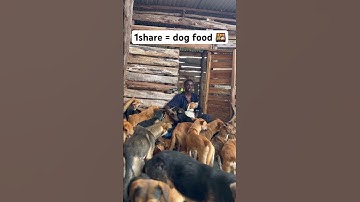 PayPal link in bio to donate any amount you can afford so that we can feed our dogs daily ❤️🥰🥹🐶🙏