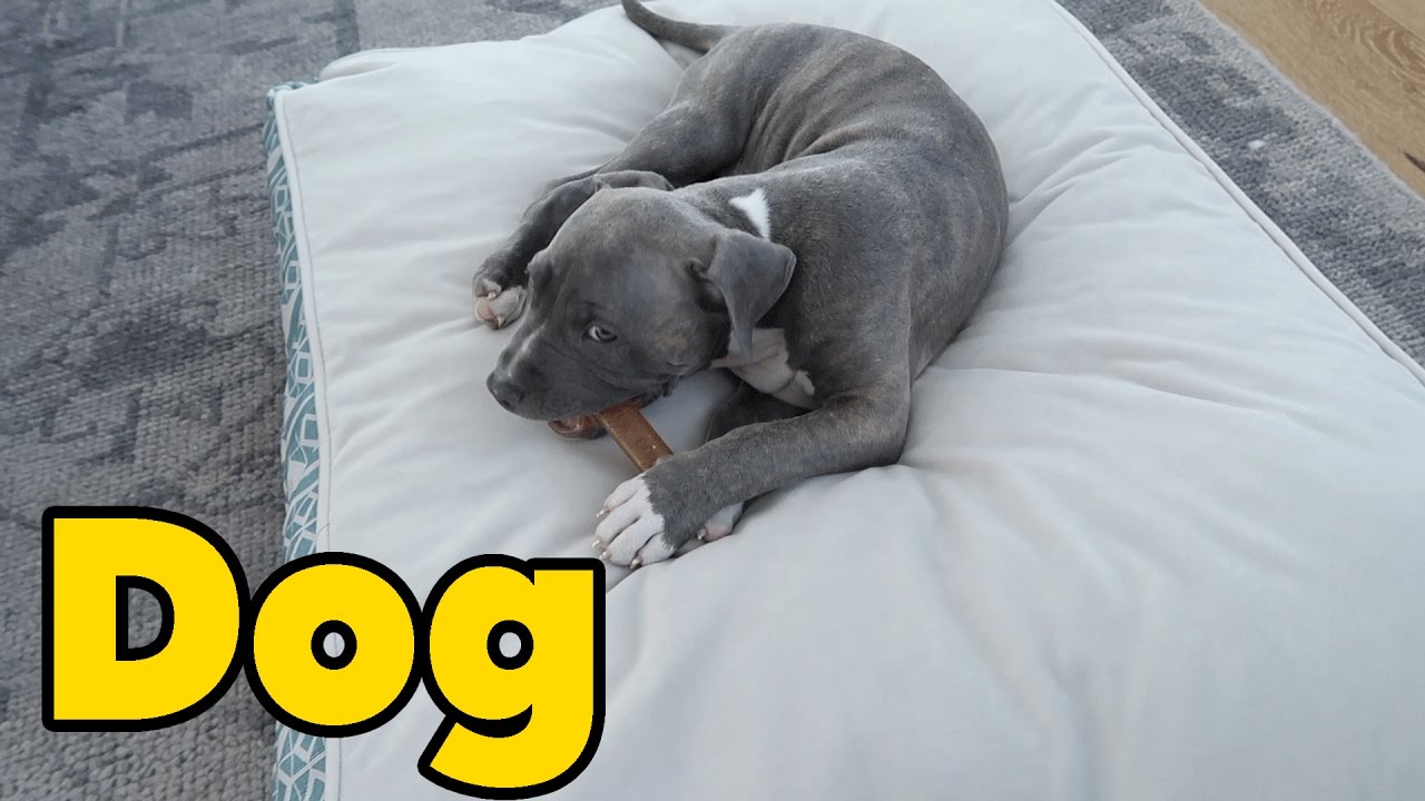 More Puppers ) YouTube