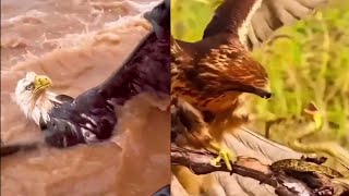 This Eagle Was In Critical Condition