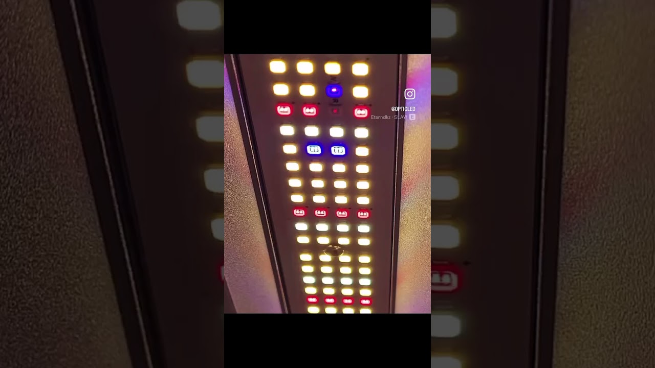 🚨 Slim Killa-Watt 500 Bloom🚨 