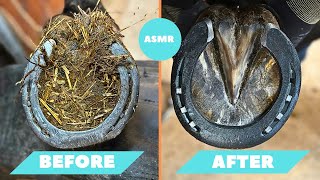 Satisfying Before/After Horse shoeing