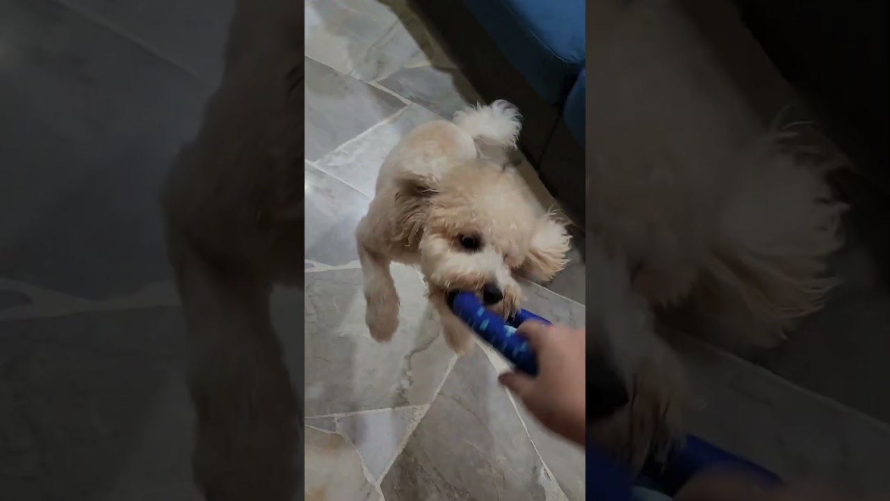 超级爱玩宝宝，一直吵着要你跟她玩
