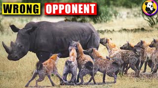 Hyena Attacks: When Hyenas Messed With The Wrong Opponent ! by Koala TV 7,569 views 10 months ago 8 minutes, 2 seconds