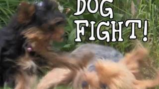 Dramatic Dog Fight? Or Puppy Love? Two Scary Things