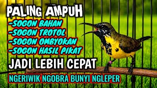 Download lagu Pancingan sogon paling ampuh bikin Sogon bahan cepat bunyi‼️