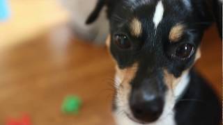 Dog Spells Her Name! Dog Spells Her Name!