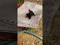 Big Black Cat Maneuvers a Hammock like a Sailor #cat #bigblackcat
