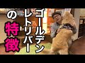 【ゴールデンレトリバーの特徴】をペットショップ店長が解説します!