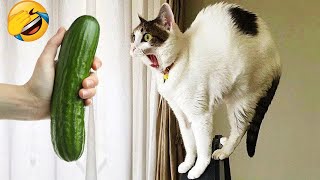 Funniest Cats and Dogs 😹🐶 New Funny Animals Videos 2024 😅 Part 3