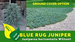 Blue Rug Juniper Juniperus Horizontalis Wiltonii Lawn Alternative