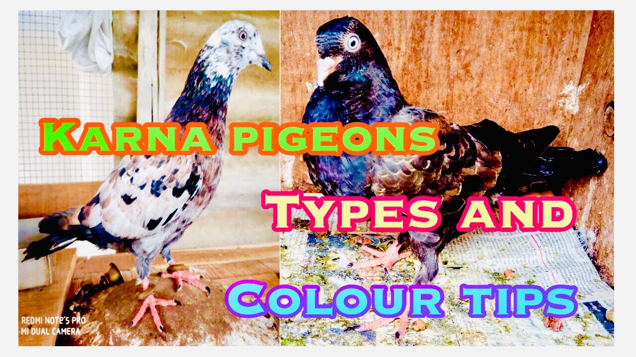 KARNA PIGEON TYPES TAMIL TYPES OF KARNA PIGEONS Tumbler Pigeon