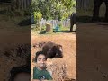 #elephant #animals #Litil#bayby #animals #