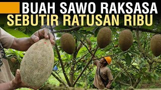 SAWO RAKSASA TANAMAN PRODUKTIF SANGAT MENGUNTUNGKAN