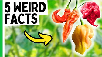 5 Strange Facts About Chili Peppers