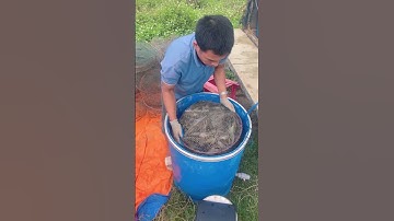 Tắm oxy tiễn về Hà Nội luôn, các bác có tôm càng xanh đã thu hết chưa vậy?🦞😄#VũĐứcThiện #ViệtÚc