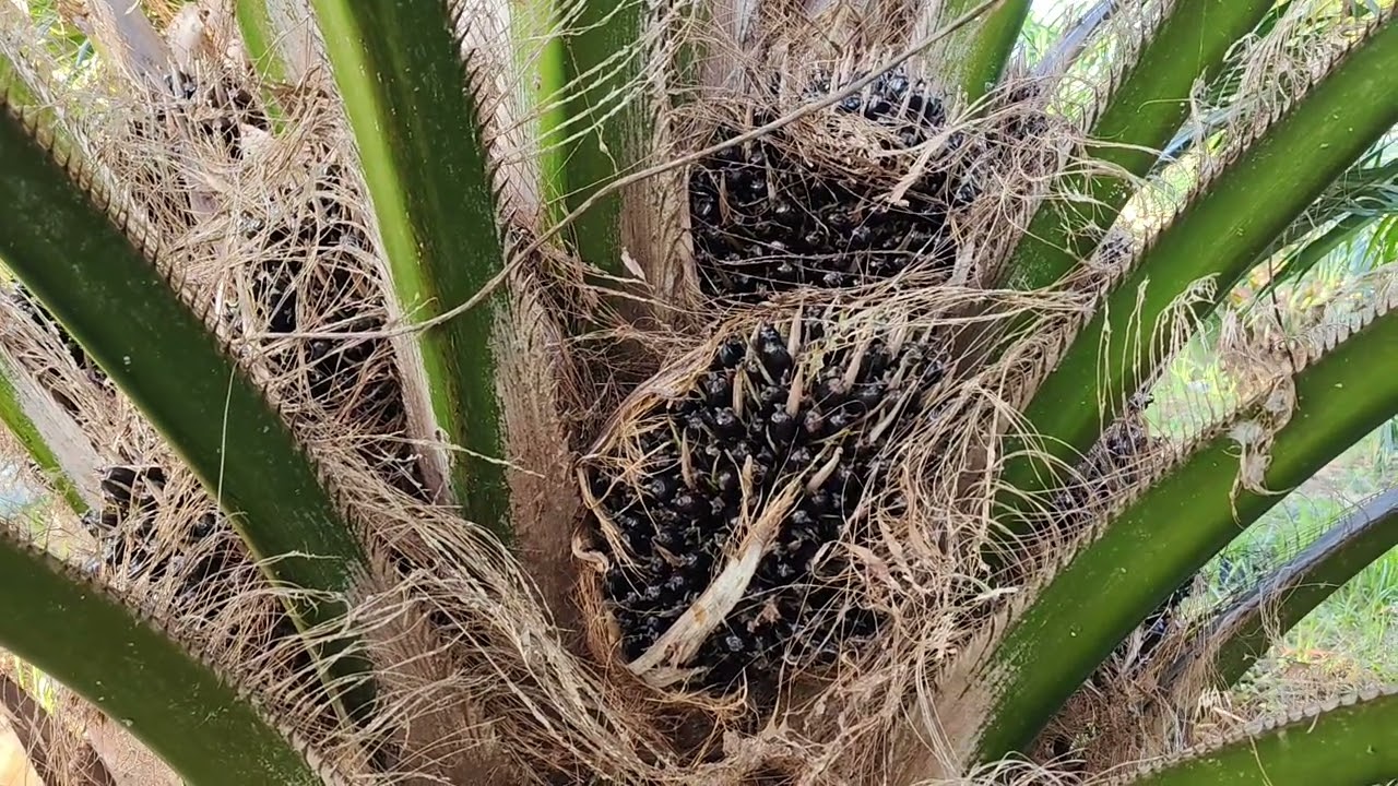 สูตรปุ๋ยเคมี ขึ้นกับสภาพดินในแต่ละช่วงไม่ตายตัว  ซีหราด เอลิท อายุ3ปี10เดือน