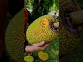 ลูกขนุนสุกคาต้นหอมดีแม่บ้านบอกผมไปตัดให้กินหน่อยแทนทุเรียน ครับ