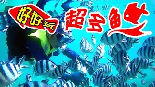 奇景！被「幾百條魚」大包圍！沖繩秘境大泊海灘浮潛超讚體驗 ...