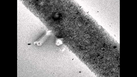 Lithium deposition (whisker, root growth)