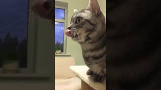 Telegraph cat 🐈- funny cat video