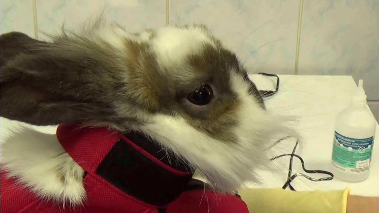 Как стричь ногти кролику. Стрижка когтей кролику декоративному. Подрезать кролика. Подстричь когти кролику. Стричь ногти кролику декоративному.