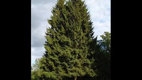 What does it mean to see a pine tree in a dream? #rüyatabirleri #dreaminterpretations #Rüyatabirleri