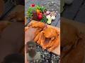 chicken grill tandori by jungle #camping #marinemystery #movie #viralvideo #buscraft #campingworld
