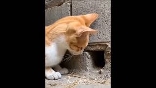Cats flash reflex💀 #cat