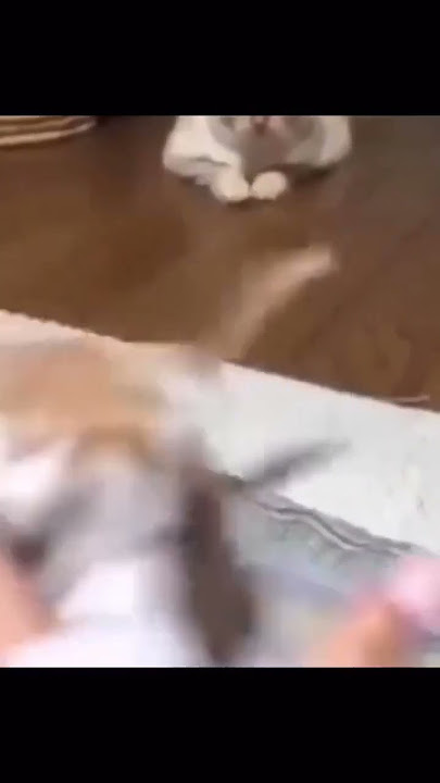 uwaaaa.. #shorts #elgato #gato #cat #cats #catlovers #memecat #memes