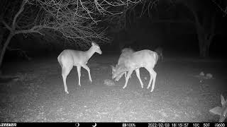 Archive Files of Trail Camera 3 Compilation 20260302 B