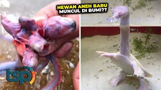 Hewan Menyerupai Alien?  Beginilah Penampakan Binatang Teraneh yang Pernah Terekam Kamera