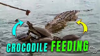 Person Using a Stick To Feed a Crocodile As Turtles Attempt To Snatch It