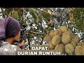 BERBURU ‼️ MALAH DAPAT DURIAN RUNTUH