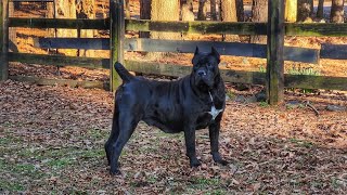 Huge Cane Corso female gets in trouble for being too aggressive