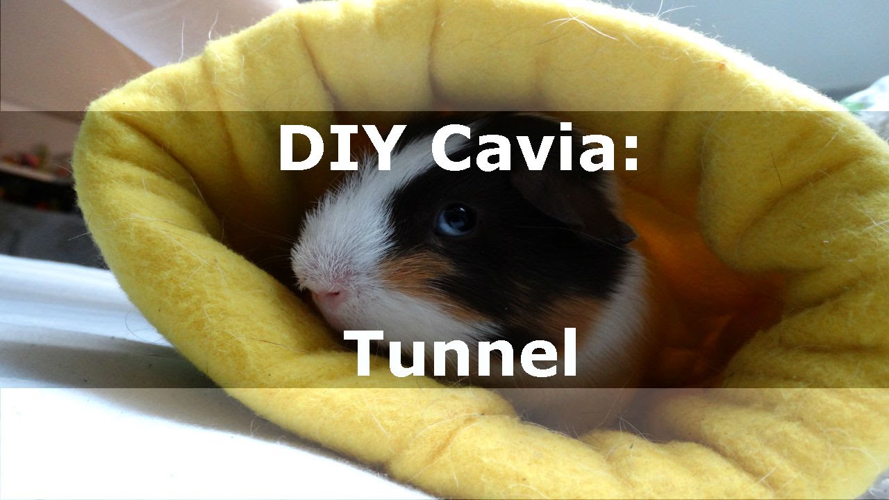 Verwonderend DIY Cavia: Tunnel van fleece - YouTube AZ-58
