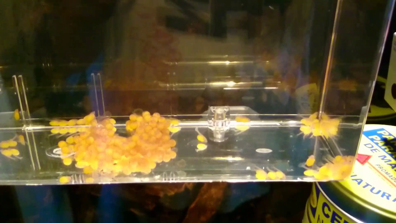 L600 Pleco Breeding Day 9 YouTube l600-pleco-breeding-day-9-youtube