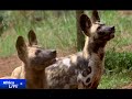 Uganda attempts to revive wild dog population