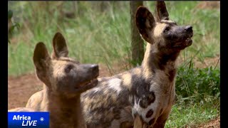 Uganda attempts to revive wild dog population