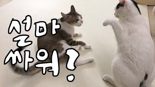 우리집 고양이 노는걸까 싸우는걸까⁉️ 김명철 수의사가 싹 다 구분해드립니다