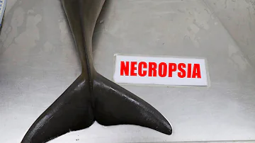 Qual a importância da necropsia na medicina veterinária?