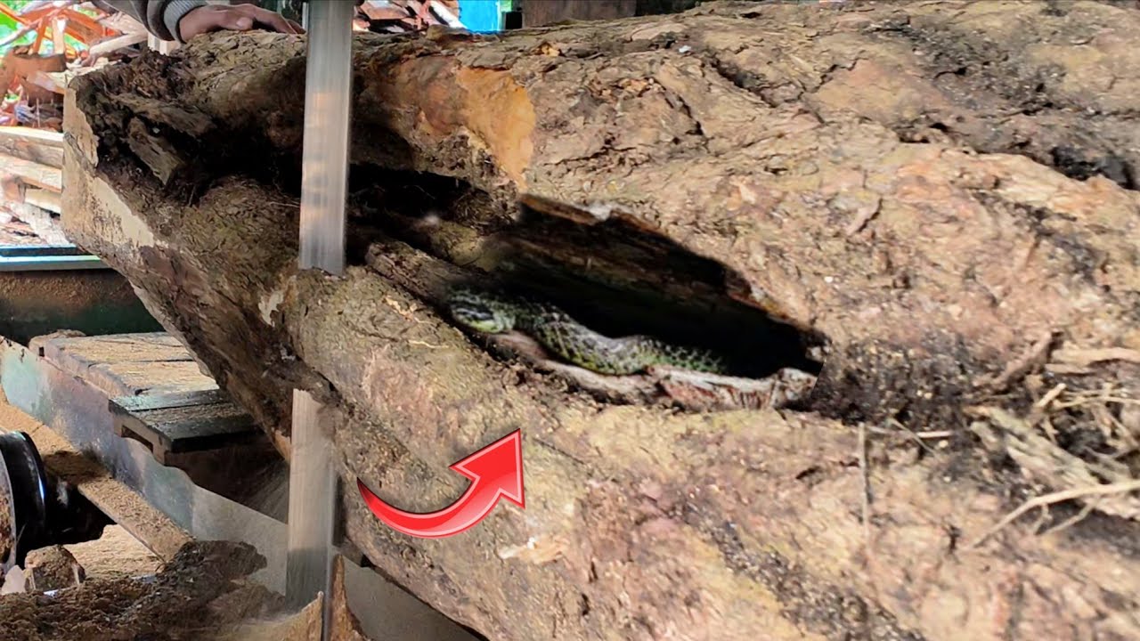 The world's deadliest killer! Massive destruction during sawing of hollow oak logs || Sawmill