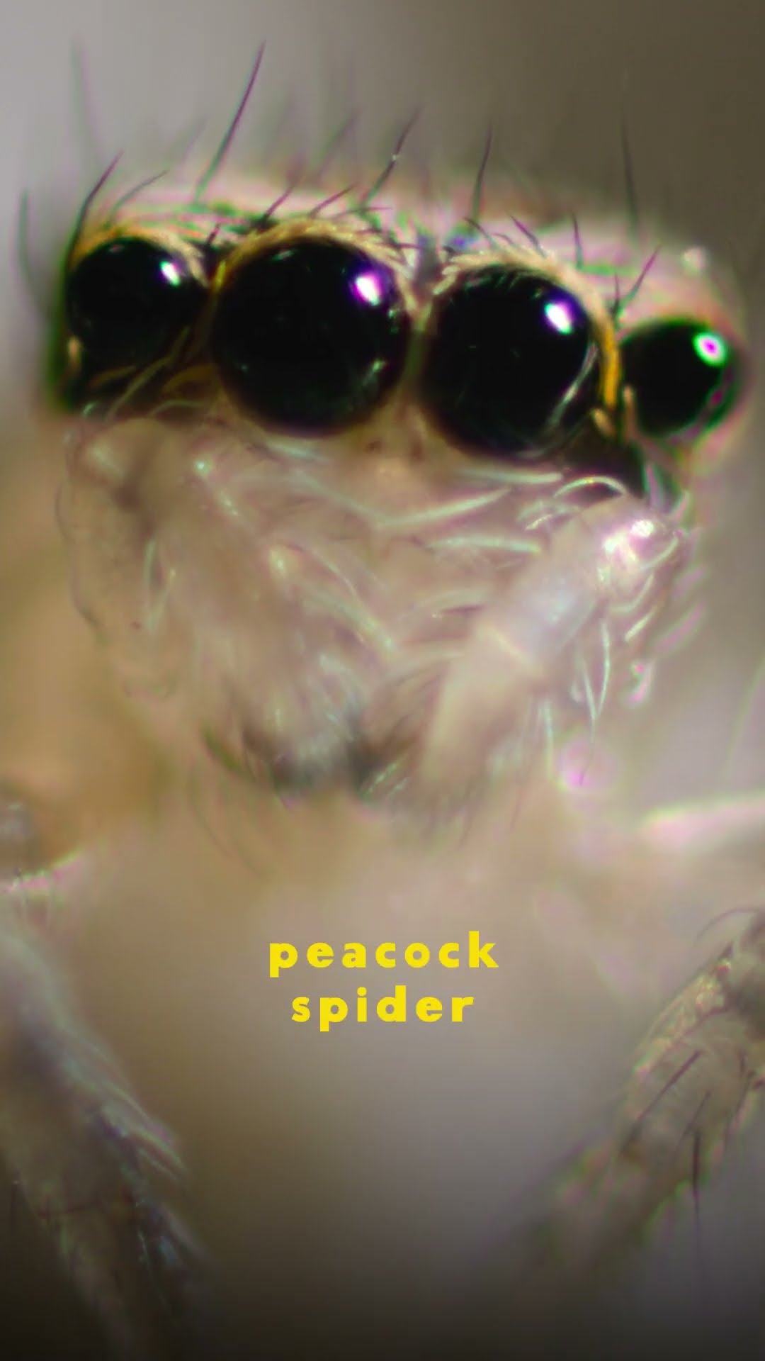 Take a minute to de-stress with these relaxing bug sounds #ARealBugsLife