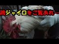 【小松菜畑】part2　鶏のジャイロシステムは優秀です。Free range egg