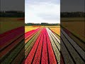 Spring Bloom Magic 🌸 Relaxing Flower Scenery for Stress Relief &amp; Peace”